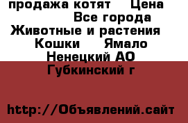 продажа котят  › Цена ­ 15 000 - Все города Животные и растения » Кошки   . Ямало-Ненецкий АО,Губкинский г.